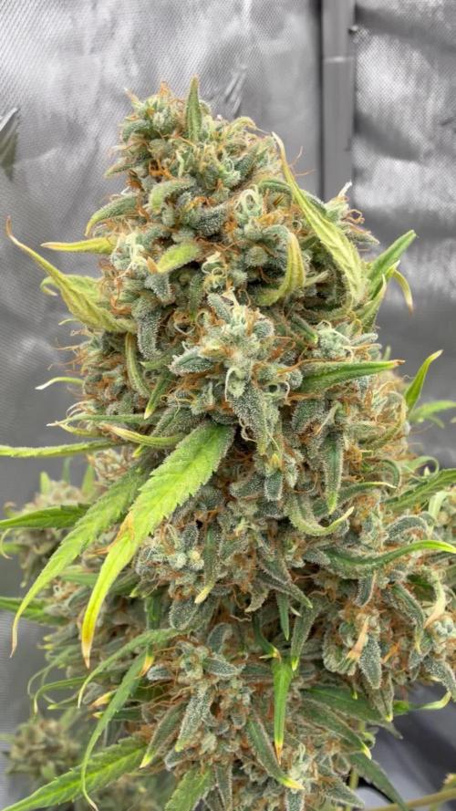 Gelato Auto FastBuds