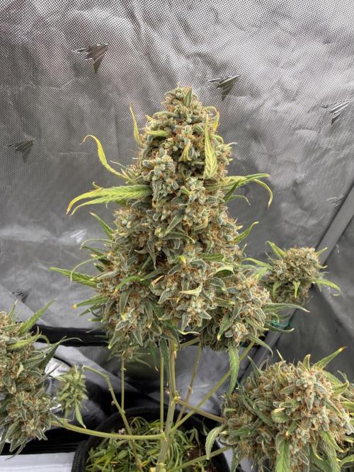 Gelato Auto FastBuds. Week 10