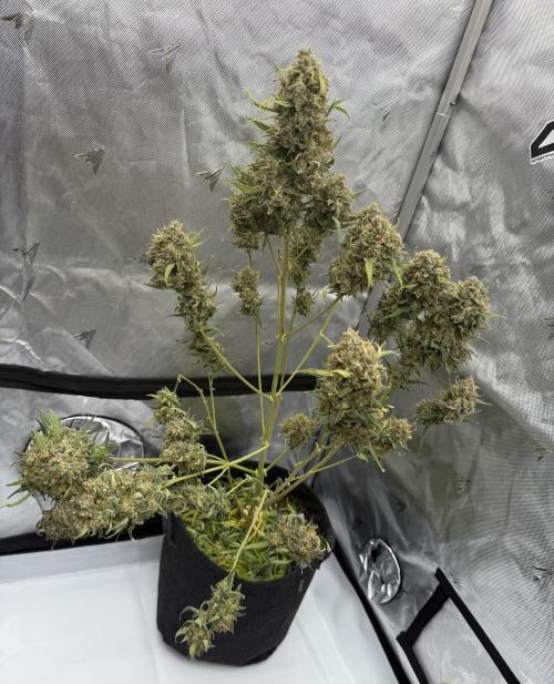 Gelato Auto FastBuds. Week 10