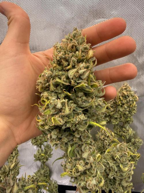 Guava Auto RF3 FastBuds. Week 10