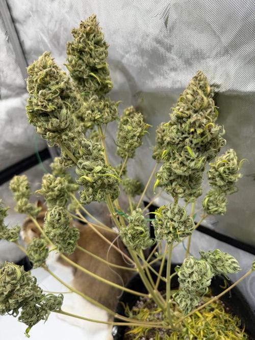 Guava Auto RF3 FastBuds. Week 10