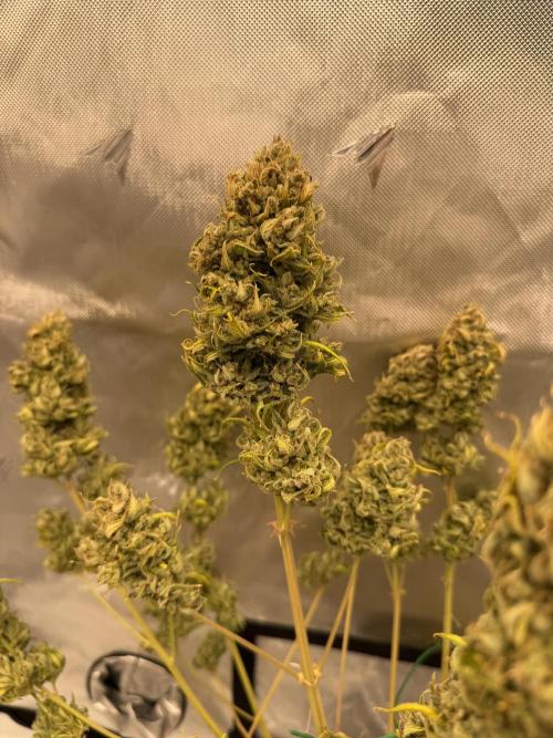 Guava Auto RF3 FastBuds. Week 10