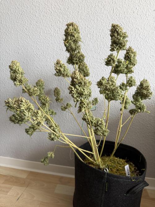 Guava Auto RF3 FastBuds. Week 10
