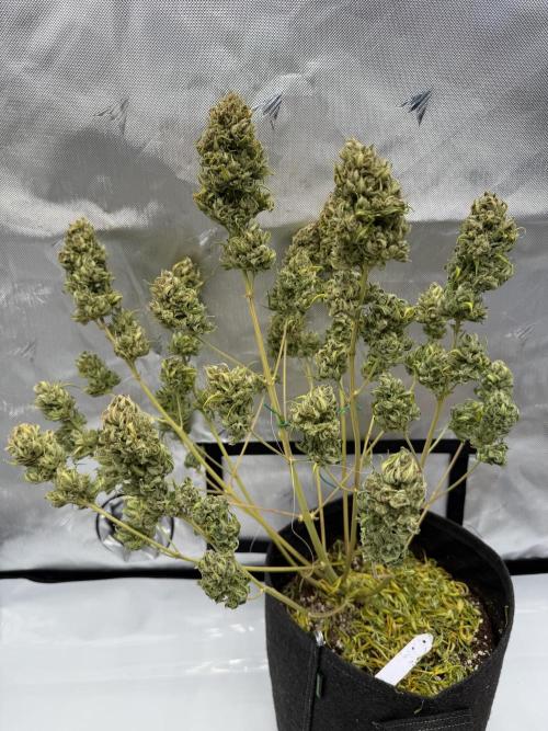 Guava Auto RF3 FastBuds. Week 10