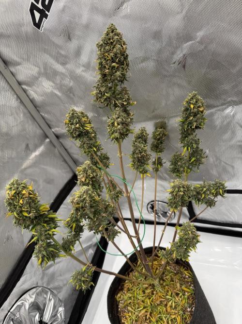 Banana Purple Punch from FastBuds. Week 10