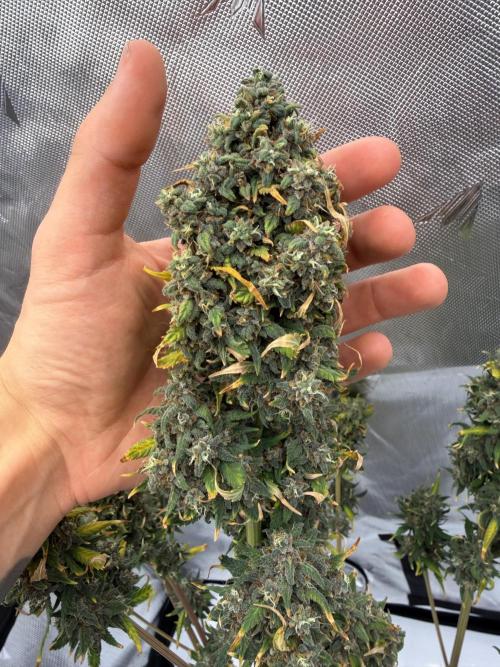 Banana Purple Punch from FastBuds. Week 10