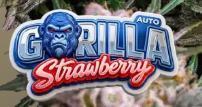 Last Dance with Strawberry Groilla Auto. Week 0