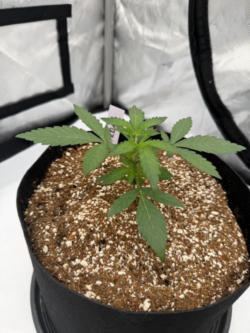 Plagron vs  Canna. Week 1