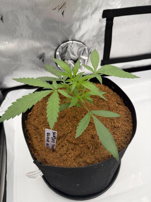 Plagron vs  Canna. Week 1