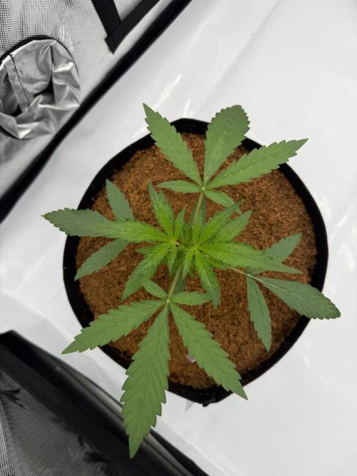 Plagron vs  Canna. Week 1