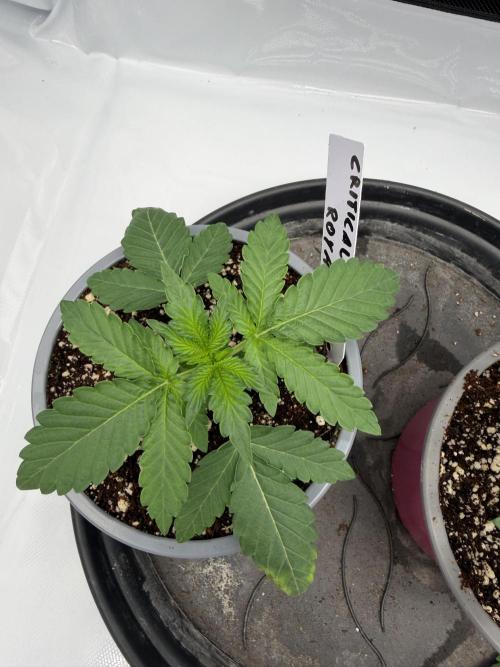 Solo cup Royal Critical Auto. Week 1
