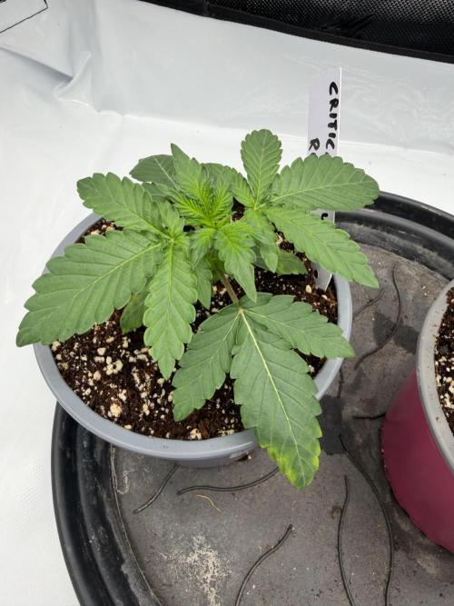 Critical. Week 1