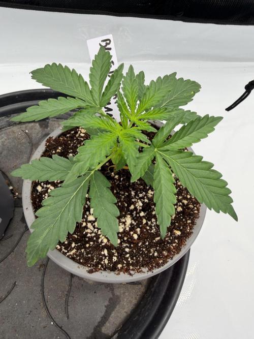 Solo cup Blueberry Mango 420StrainZ. Week 1