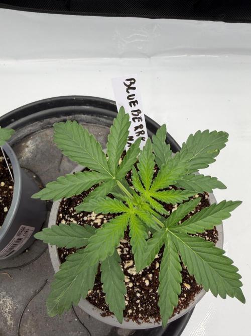 Solo cup Blueberry Mango 420StrainZ. Week 1