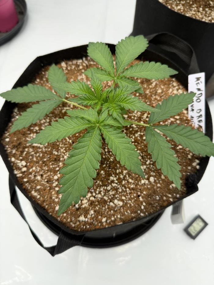 Good Genetix Mendo Breath x Guava Auto. Week 1