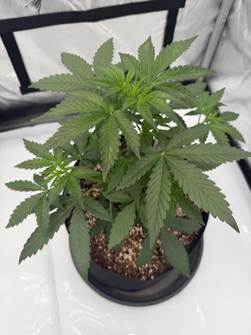 Plagron vs  Canna. Week 2