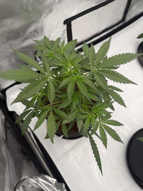 Plagron vs  Canna. Week 2