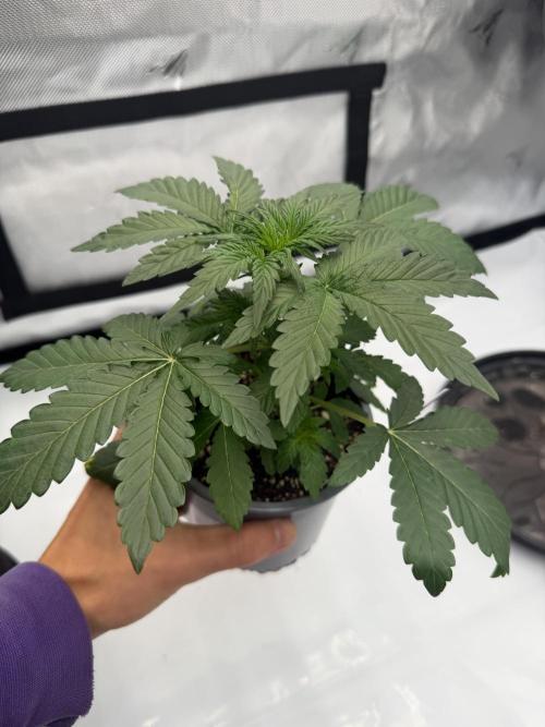Critical. Week 2