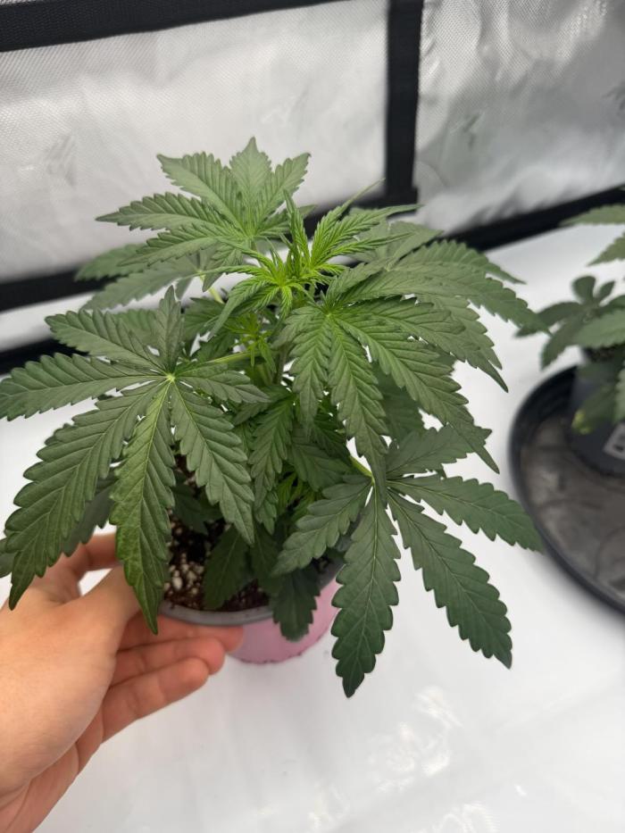 Solo cup Blueberry Mango 420StrainZ. Week 2