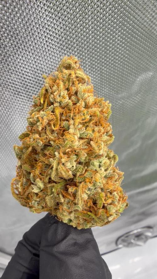 Gelato Auto FastBuds