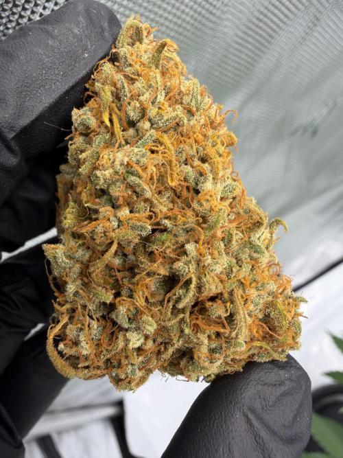 Gelato Auto FastBuds. Week 10