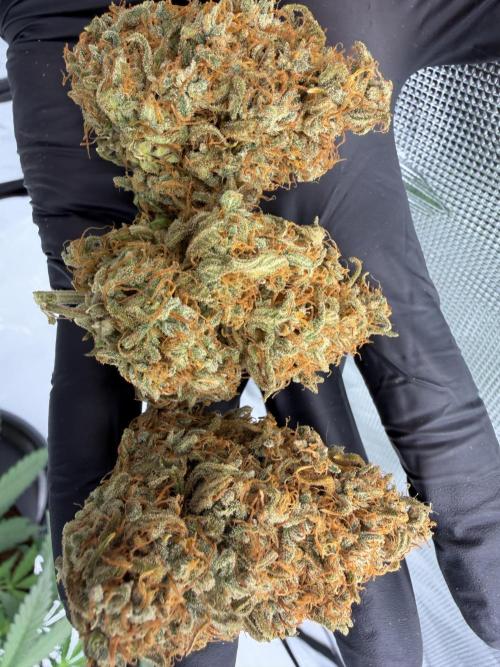 Gelato Auto FastBuds. Week 10