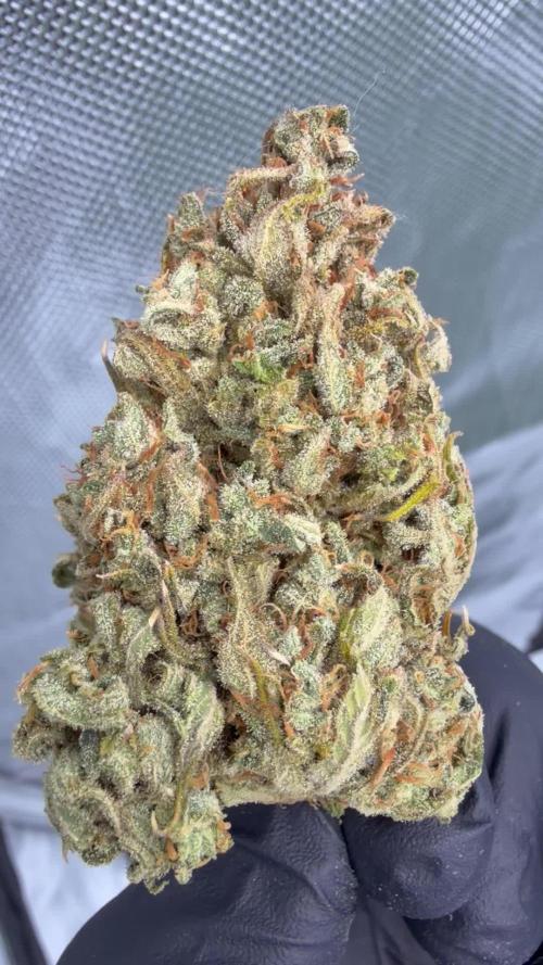 Guava Auto RF3 FastBuds