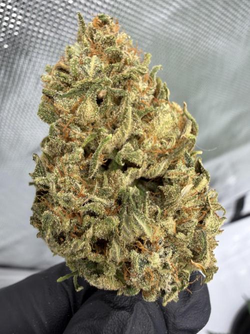Strawberry Gorilla Auto. Week 10