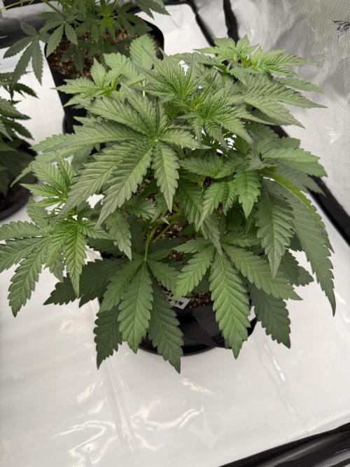 Good Genetix Mendo Breath x Guava Auto. Week 2