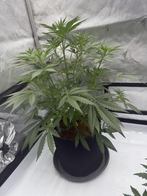 Plagron vs  Canna. Week 3