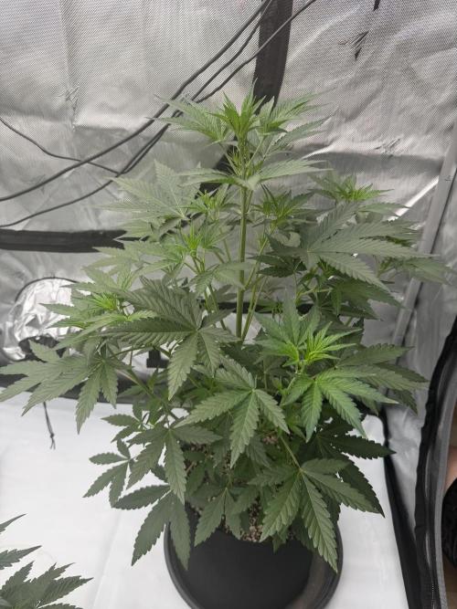 Plagron vs  Canna. Week 3