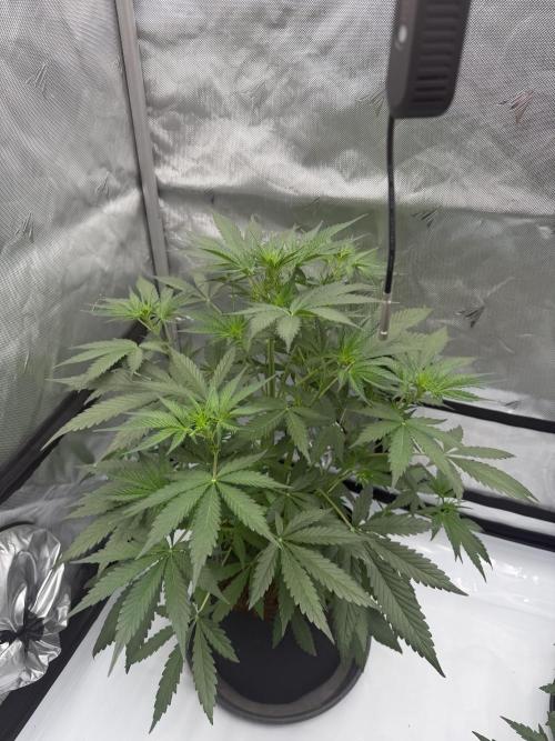 Plagron vs  Canna. Week 3