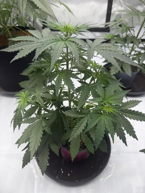 Solo cup Blueberry Mango 420StrainZ. Week 3