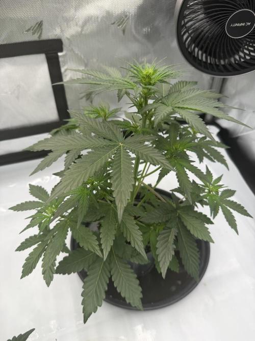 Critical. Week 3