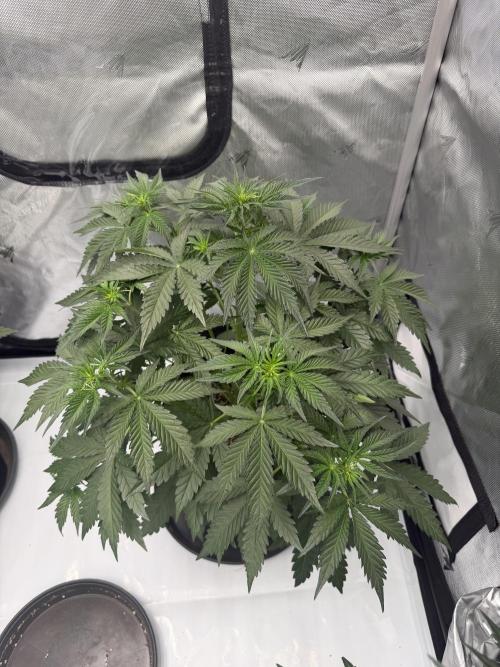 Good Genetix Mendo Breath x Guava Auto. Week 3