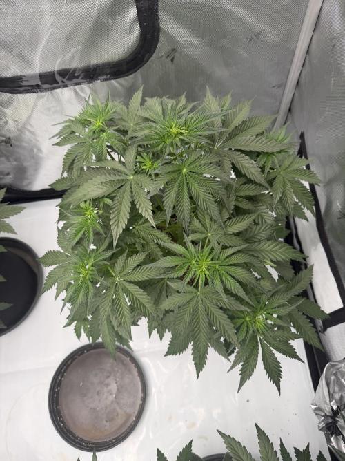 Good Genetix Mendo Breath x Guava Auto. Week 3