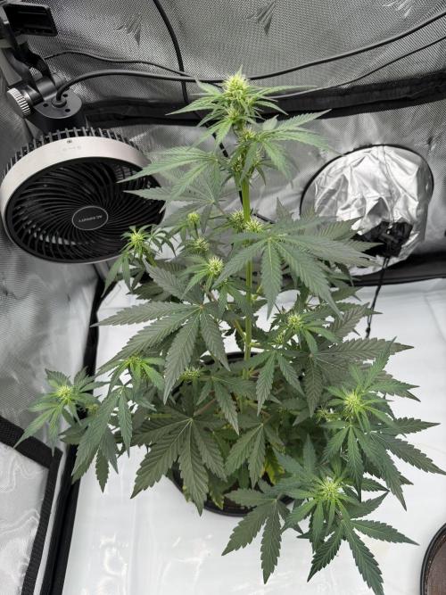 Critical. Week 4