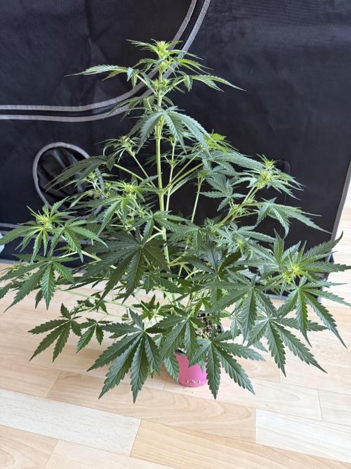 Solo cup Blueberry Mango 420StrainZ. Week 4