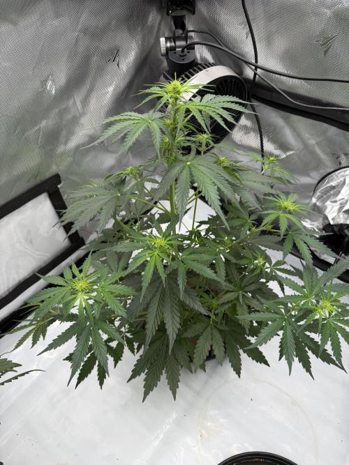 Solo cup Blueberry Mango 420StrainZ. Week 4