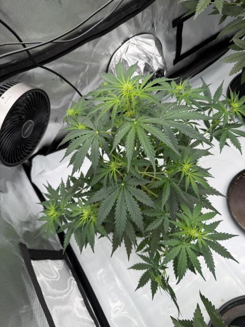 Solo cup Blueberry Mango 420StrainZ. Week 4
