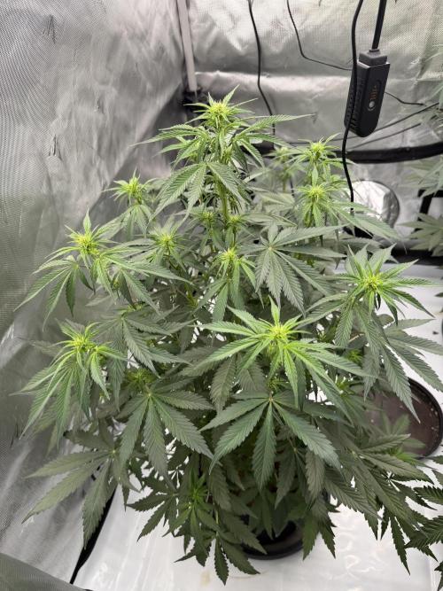 Plagron vs  Canna. Week 4