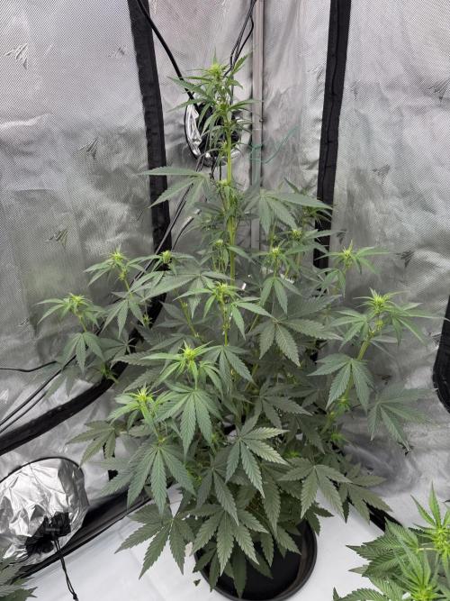 Plagron vs  Canna. Week 4