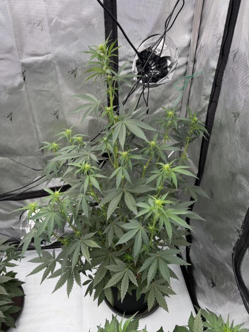 Plagron vs  Canna. Week 4