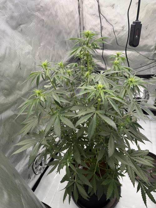 Plagron vs  Canna. Week 4