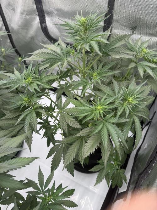 Good Genetix Mendo Breath x Guava Auto. Week 4