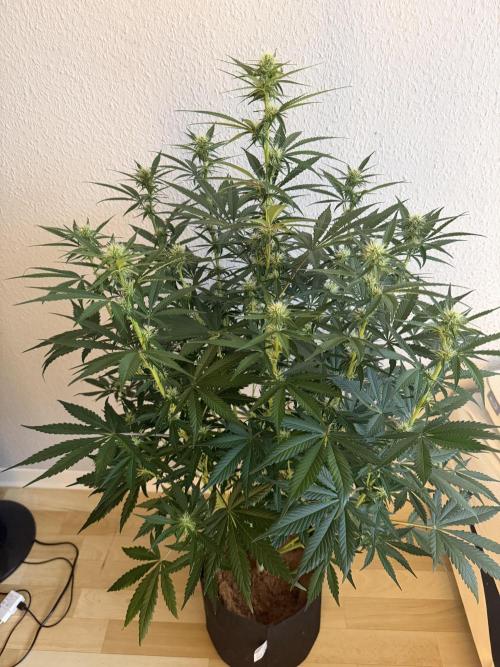 Plagron vs  Canna. Week 5