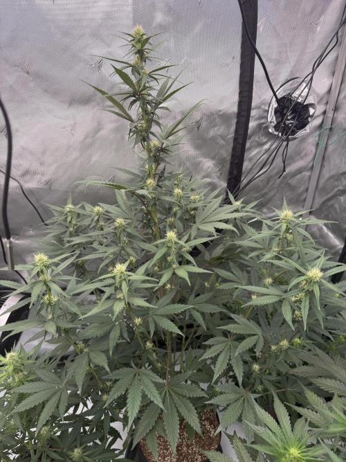 Plagron vs  Canna. Week 5