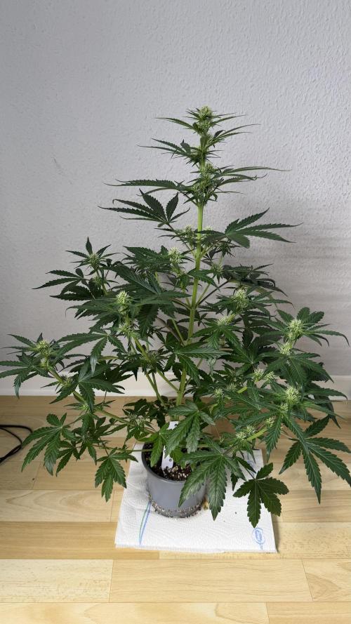 Critical. Week 5