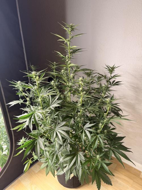 Good Genetix Mendo Breath x Guava Auto. Week 5