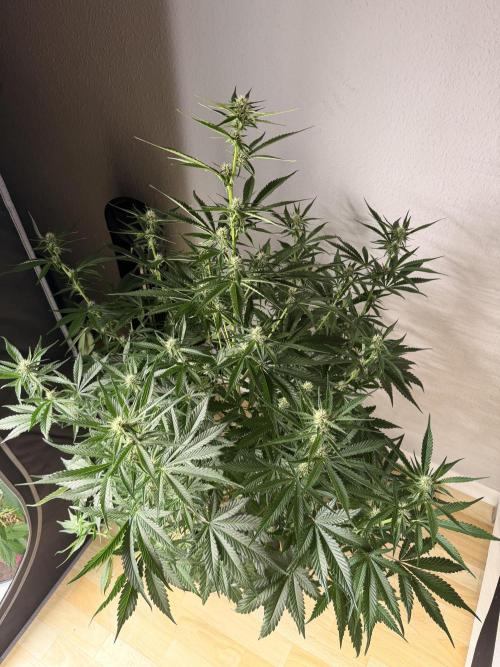 Good Genetix Mendo Breath x Guava Auto. Week 5